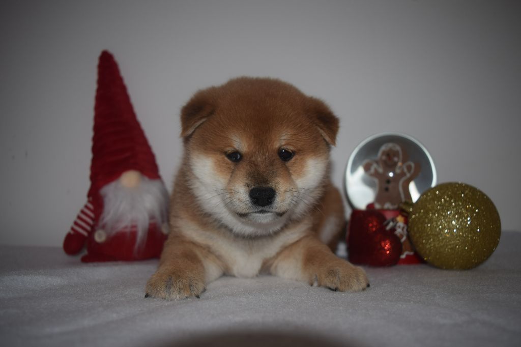 De La Perle Des Quatre Ames - Chiot disponible  - Shiba