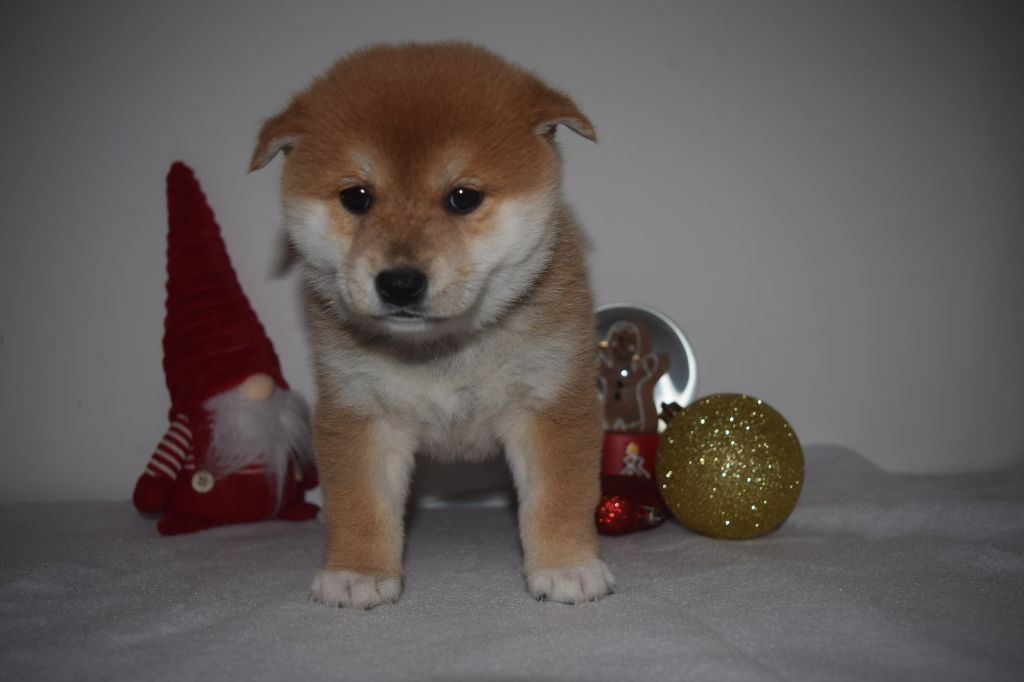 De La Perle Des Quatre Ames - Chiot disponible  - Shiba