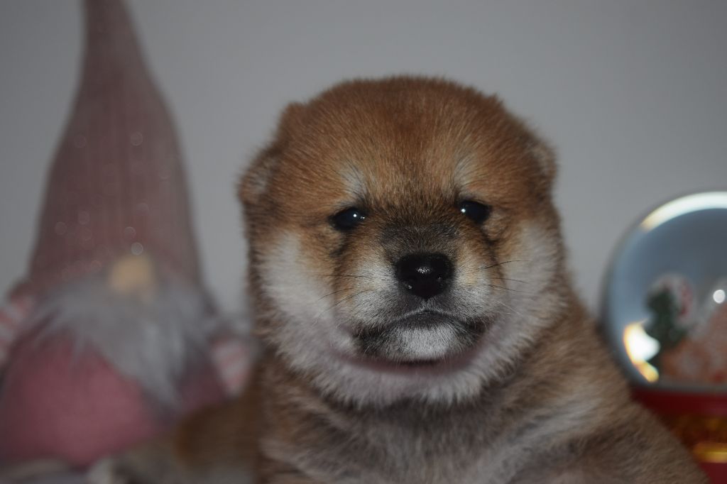 De La Perle Des Quatre Ames - Chiot disponible  - Shiba