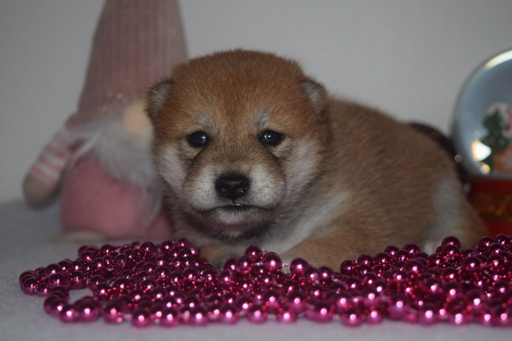 De La Perle Des Quatre Ames - Chiot disponible  - Shiba