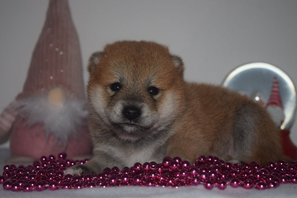 De La Perle Des Quatre Ames - Chiot disponible  - Shiba