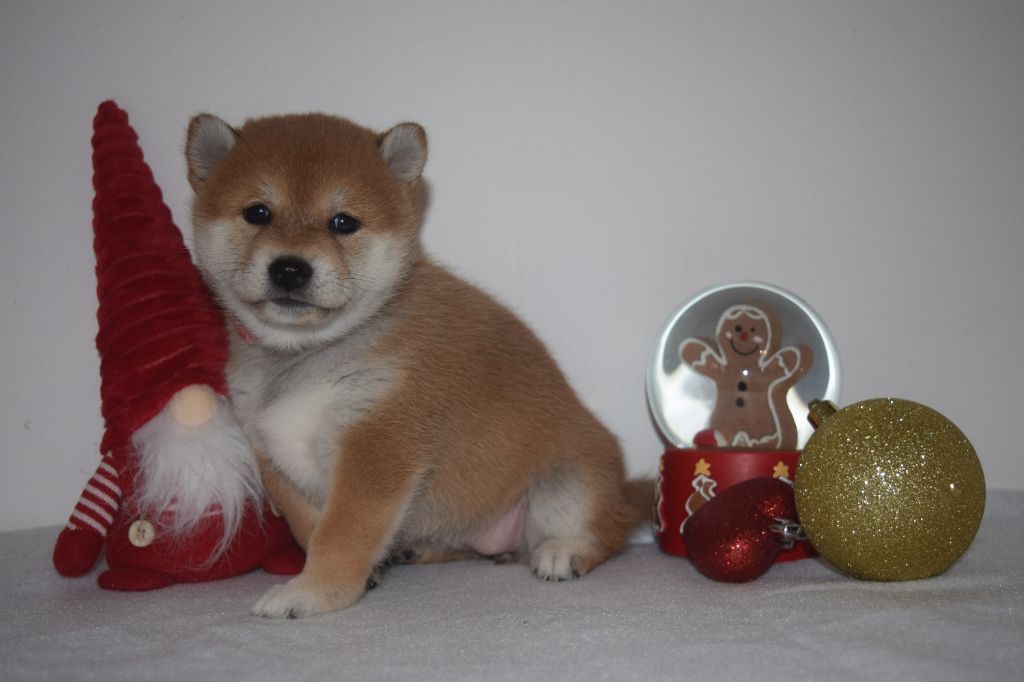 De La Perle Des Quatre Ames - Chiot disponible  - Shiba