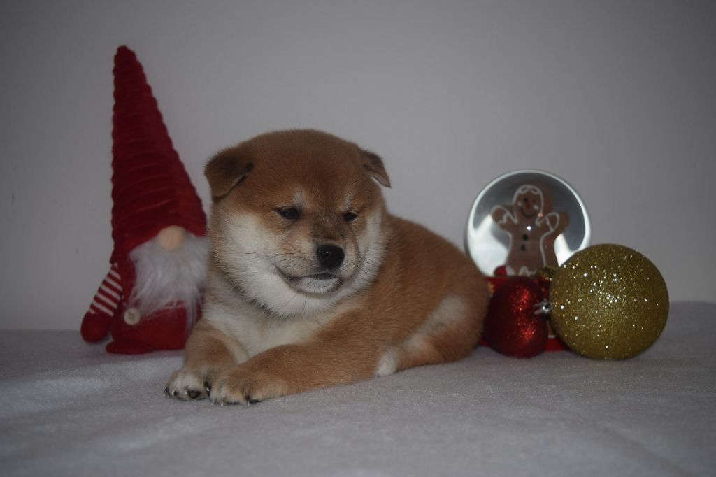 De La Perle Des Quatre Ames - Chiot disponible  - Shiba