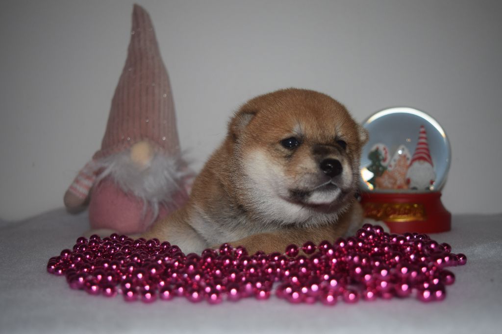 De La Perle Des Quatre Ames - Chiot disponible  - Shiba