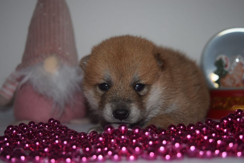 De La Perle Des Quatre Ames - Chiot disponible  - Shiba