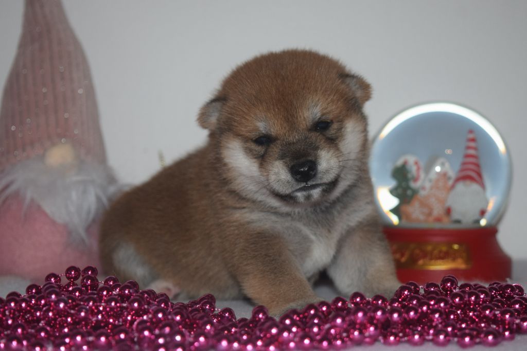 De La Perle Des Quatre Ames - Chiot disponible  - Shiba