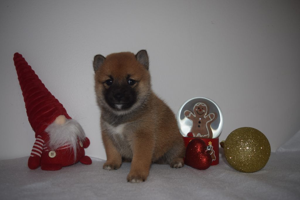 De La Perle Des Quatre Ames - Chiot disponible  - Shiba