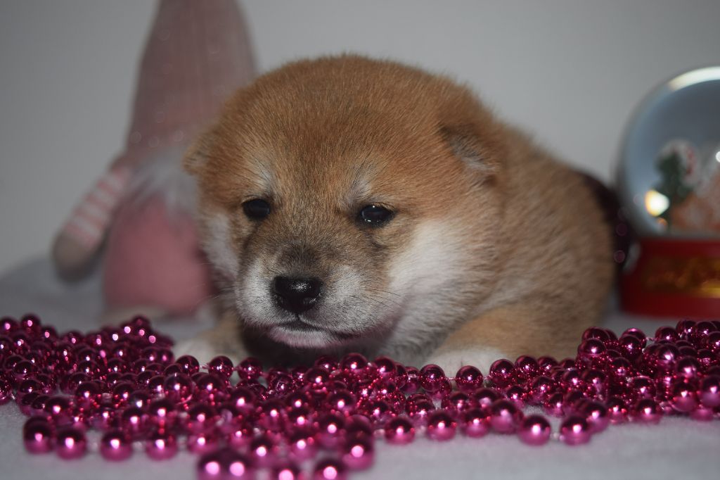 De La Perle Des Quatre Ames - Chiot disponible  - Shiba