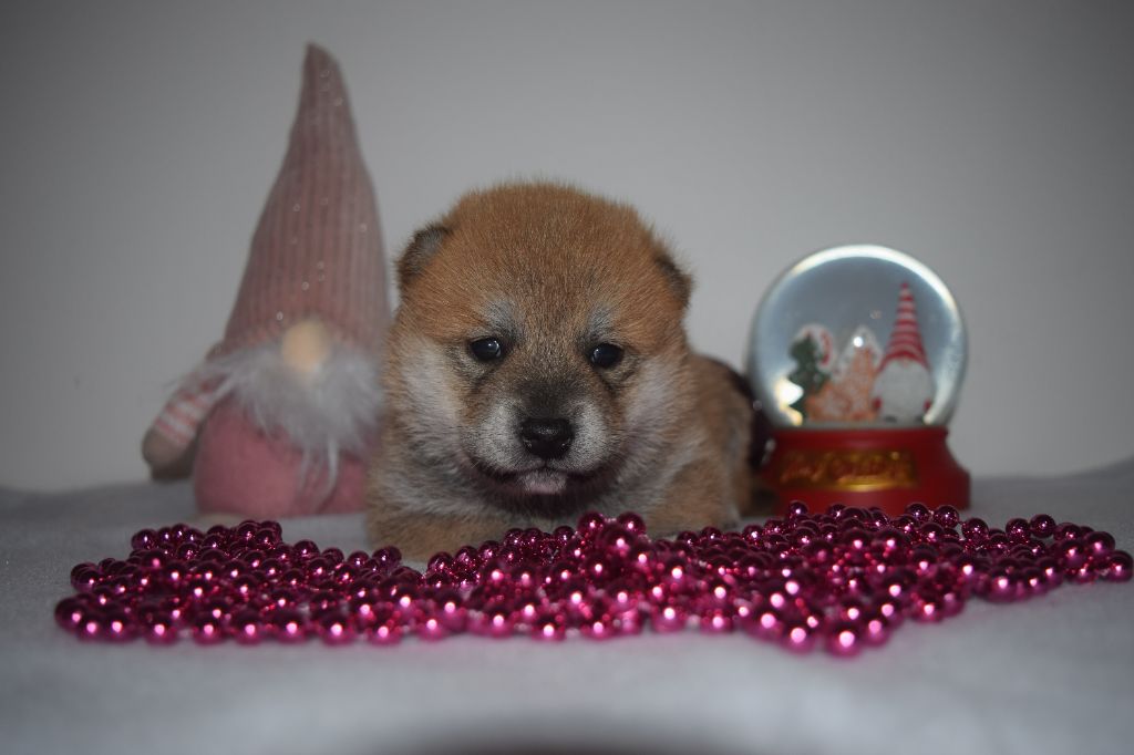 De La Perle Des Quatre Ames - Chiot disponible  - Shiba