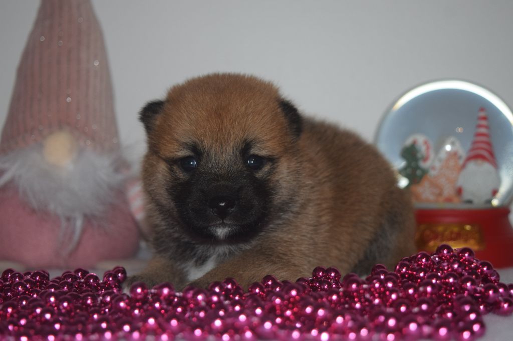 De La Perle Des Quatre Ames - Chiot disponible  - Shiba