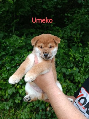 Umeko