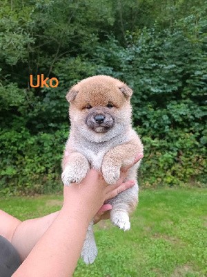 Uko