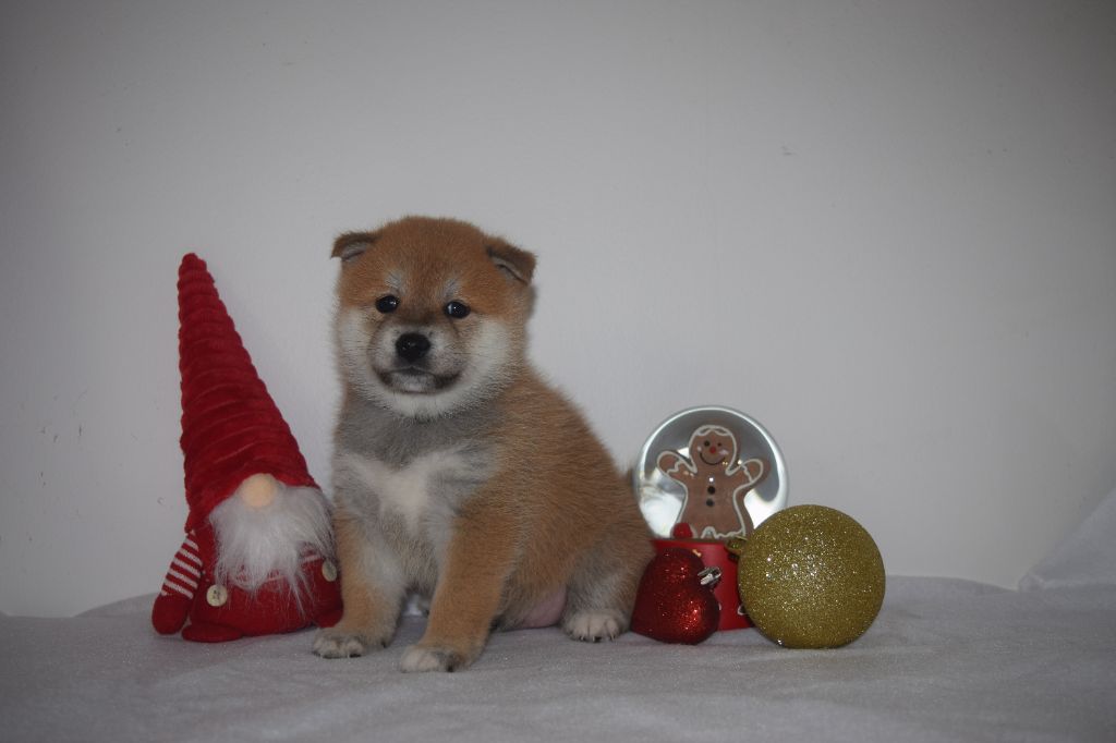 De La Perle Des Quatre Ames - Chiot disponible  - Shiba