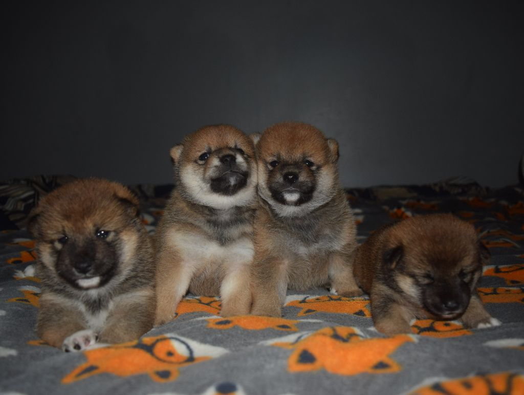 chiot Shiba De La Perle Des Quatre Ames