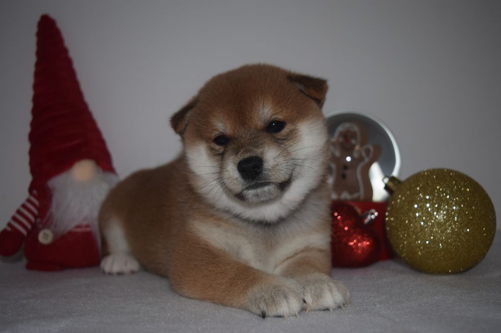 De La Perle Des Quatre Ames - Chiot disponible  - Shiba