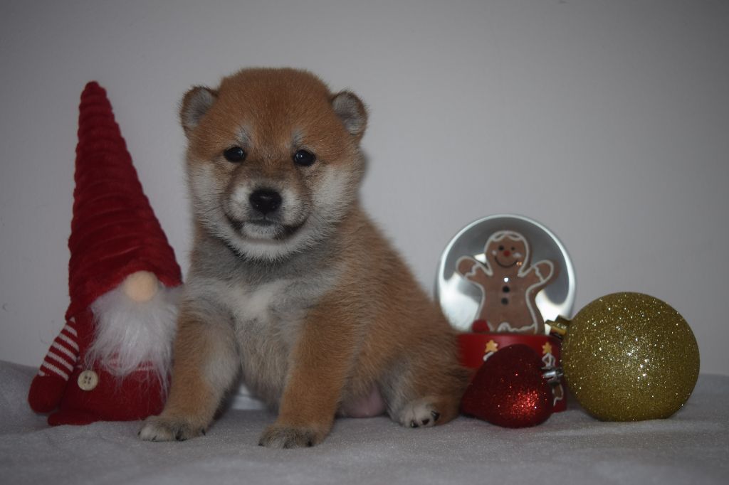 De La Perle Des Quatre Ames - Chiot disponible  - Shiba