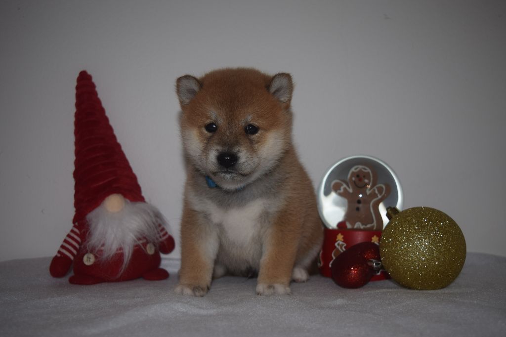 De La Perle Des Quatre Ames - Chiot disponible  - Shiba