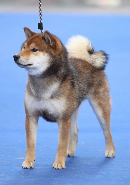 CH. lyurua dyuring Chikyu no tomi