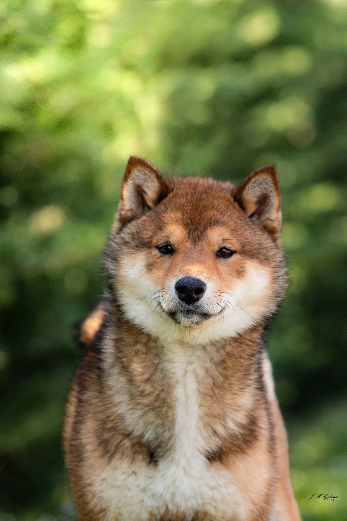 Tanuki no tsume De La Perle Des Quatre Ames