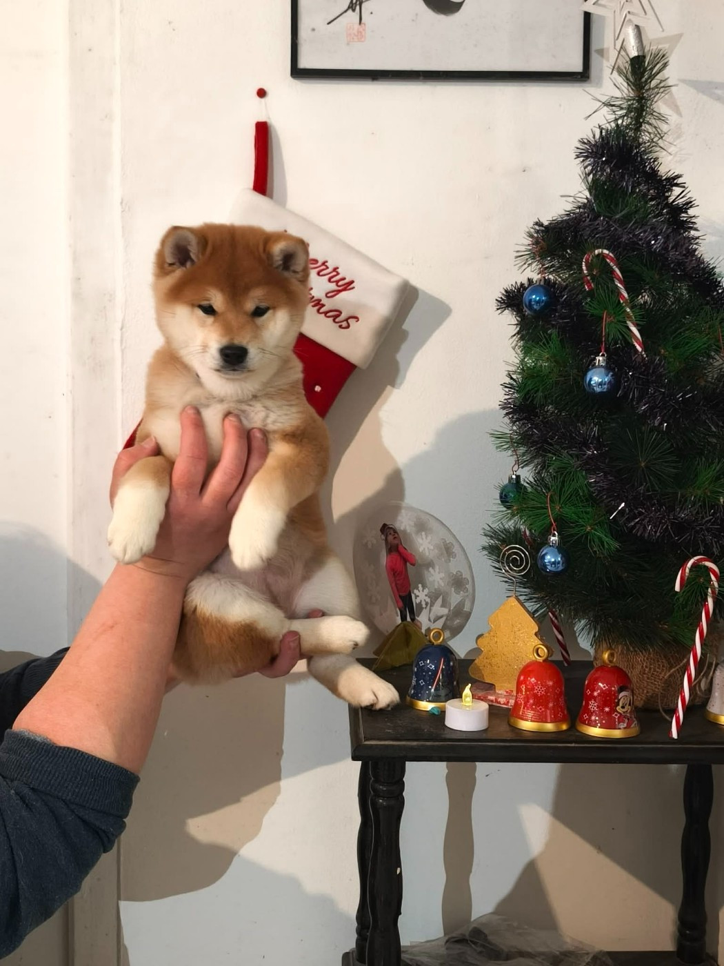 Akasha Queen of the Damned De La Perle Des Quatre Ames