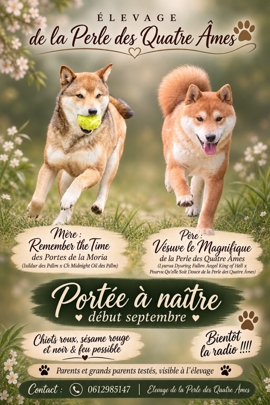 De La Perle Des Quatre Ames - Chiots disponibles