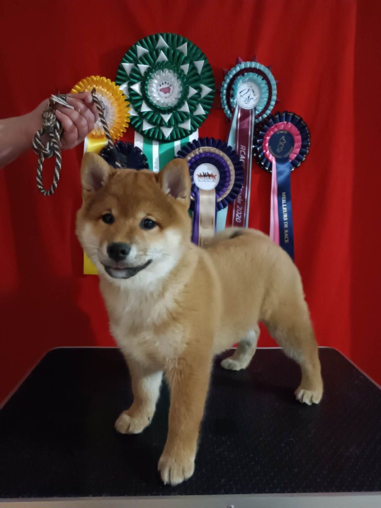 De La Perle Des Quatre Ames - Shiba - Portée née le 13/12/2022