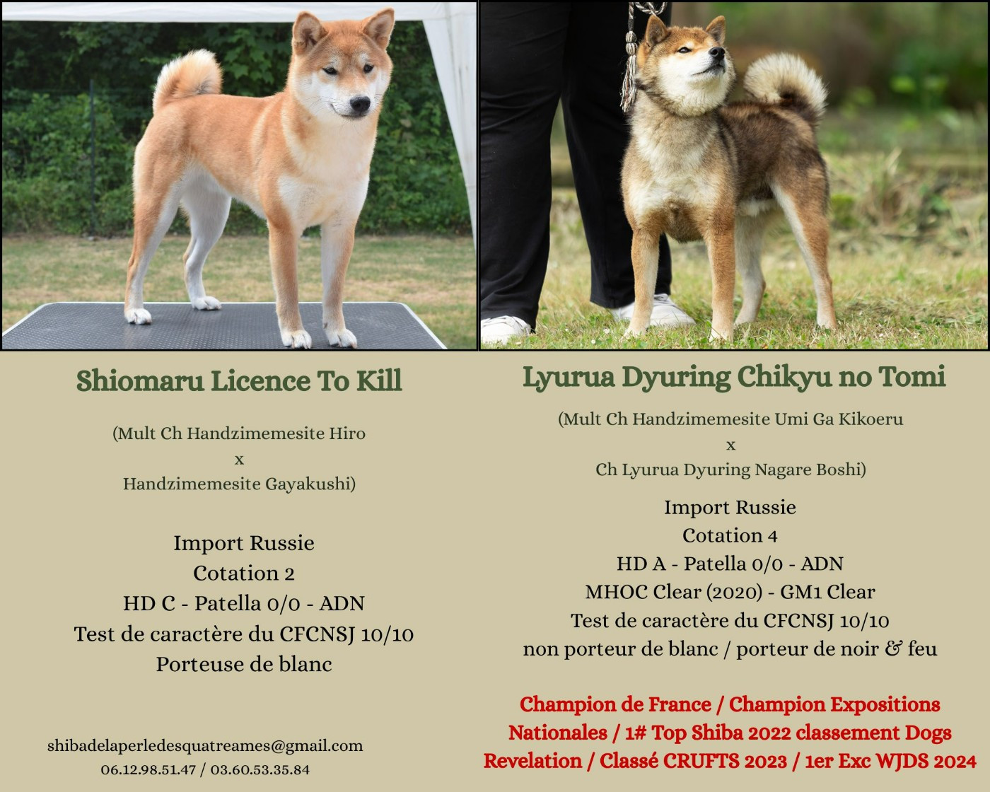 De La Perle Des Quatre Ames - Shiba - Portée née le 30/10/2025