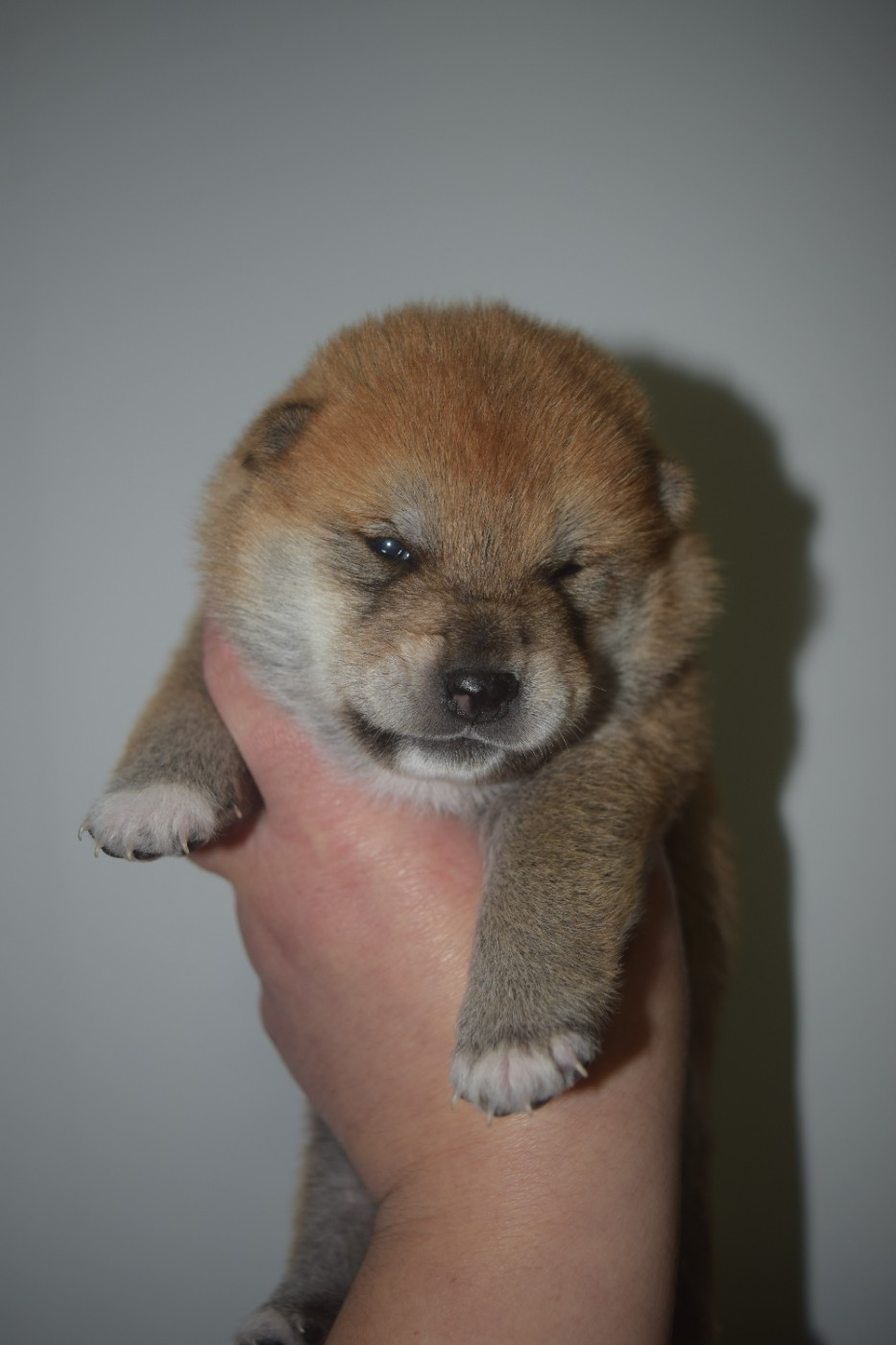 De La Perle Des Quatre Ames - Chiots disponibles - Shiba