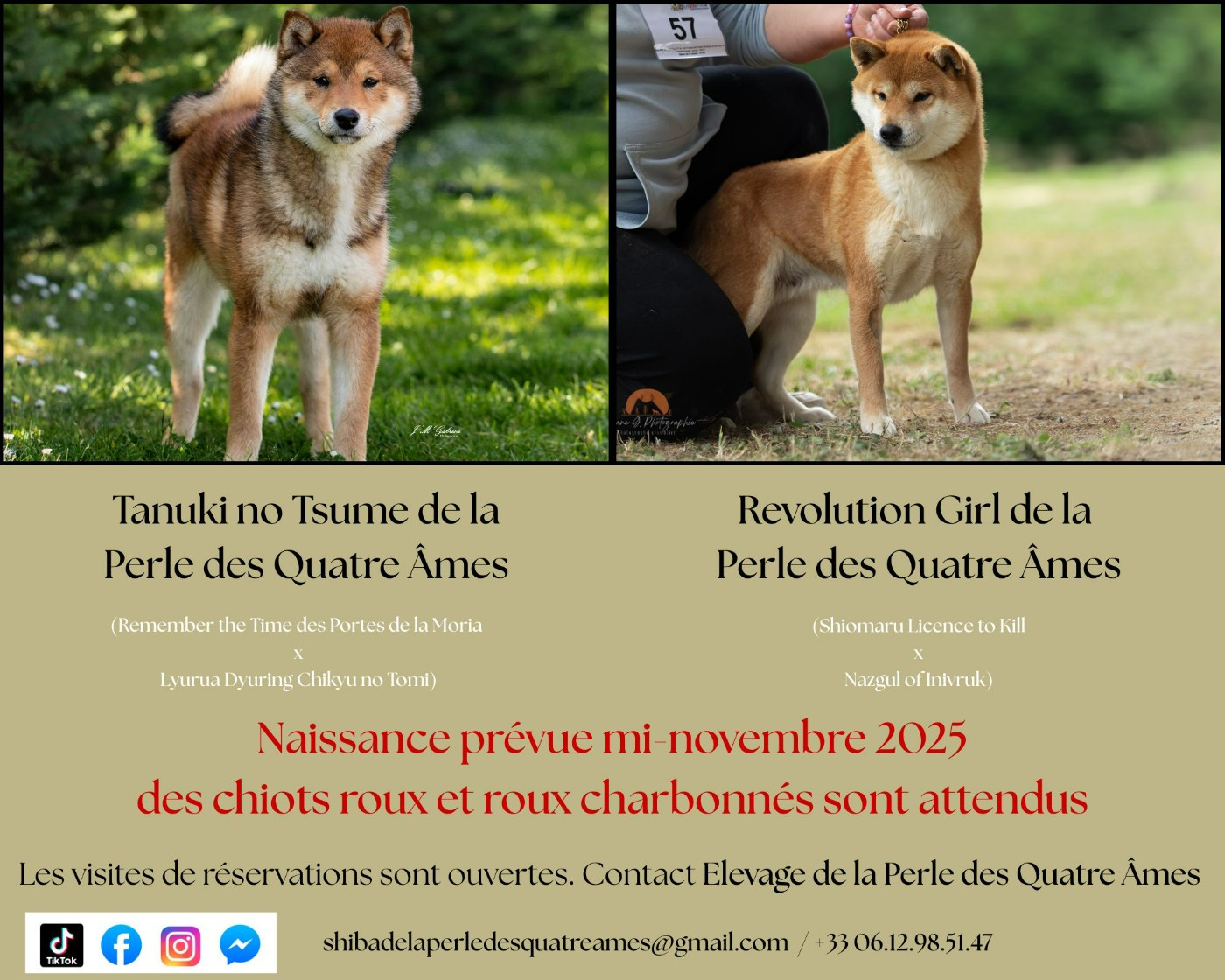Chiot Shiba De La Perle Des Quatre Ames