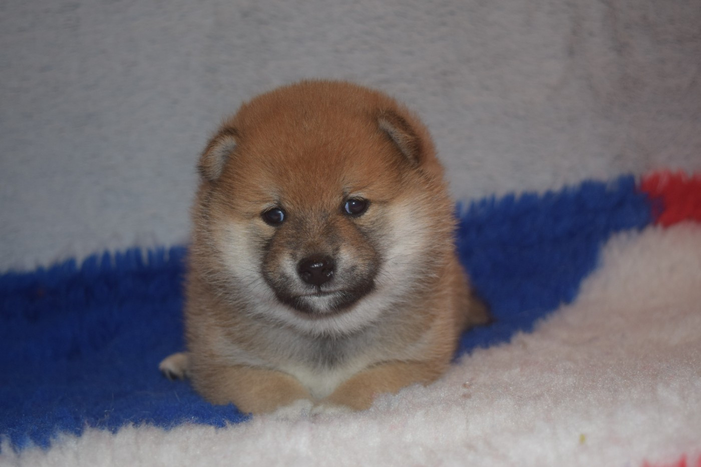 De La Perle Des Quatre Ames - Chiots disponibles - Shiba