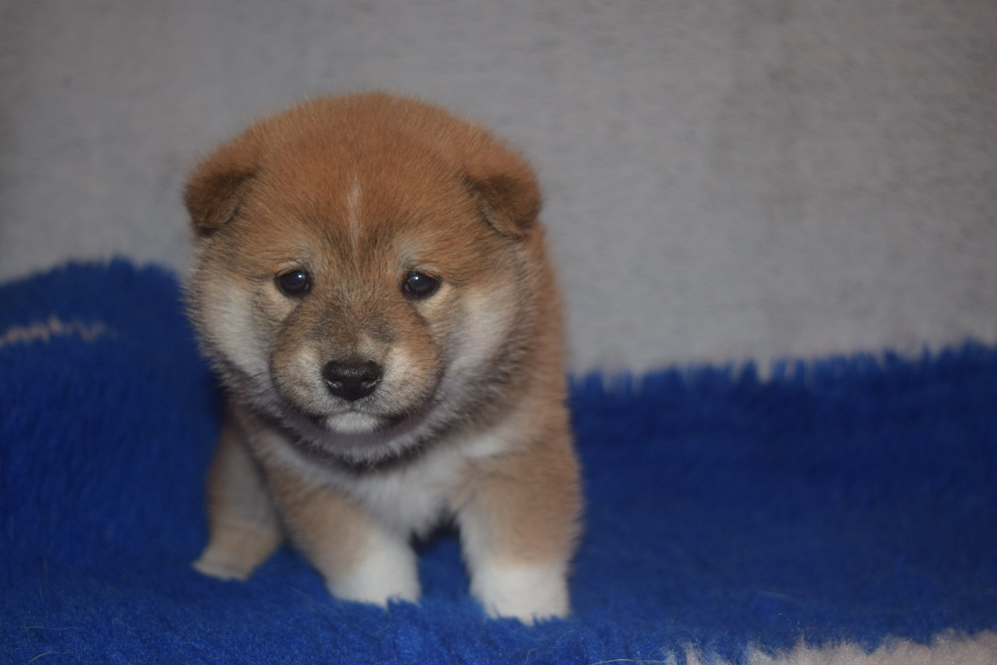 De La Perle Des Quatre Ames - Chiots disponibles - Shiba