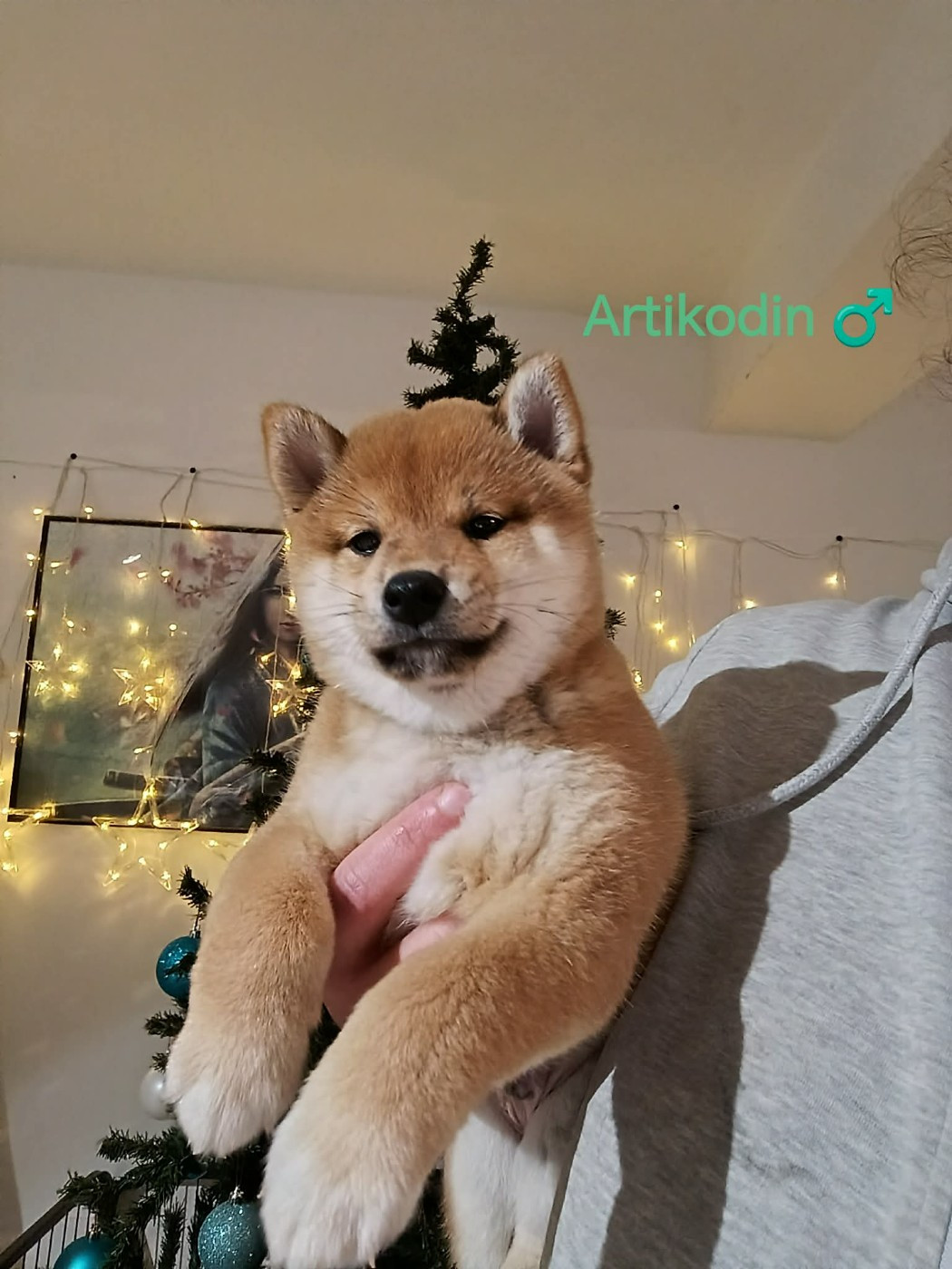De La Perle Des Quatre Ames - Chiots disponibles - Shiba