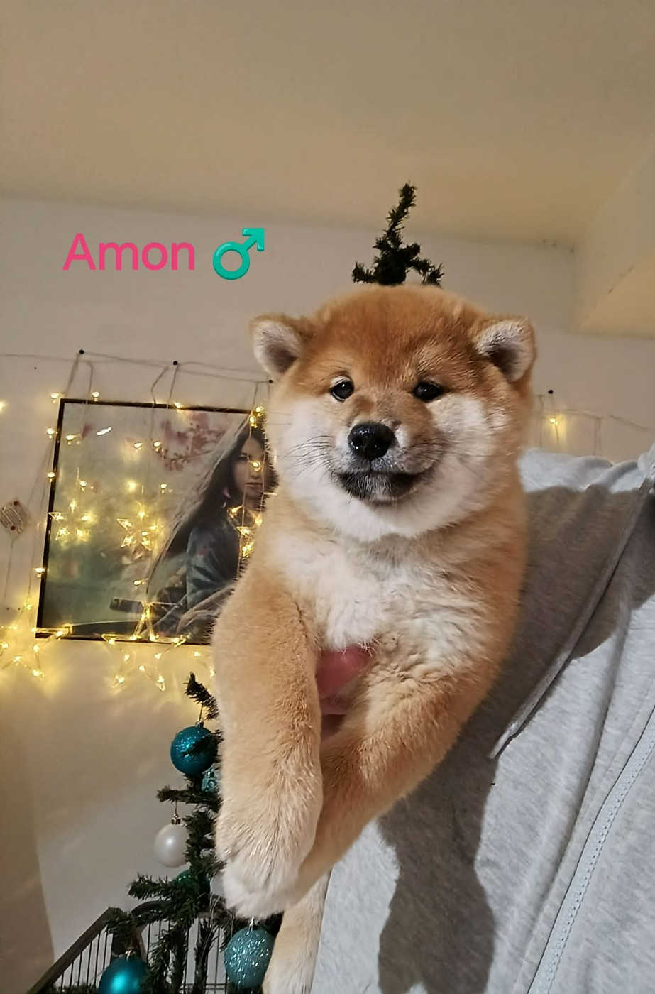 De La Perle Des Quatre Ames - Chiots disponibles - Shiba