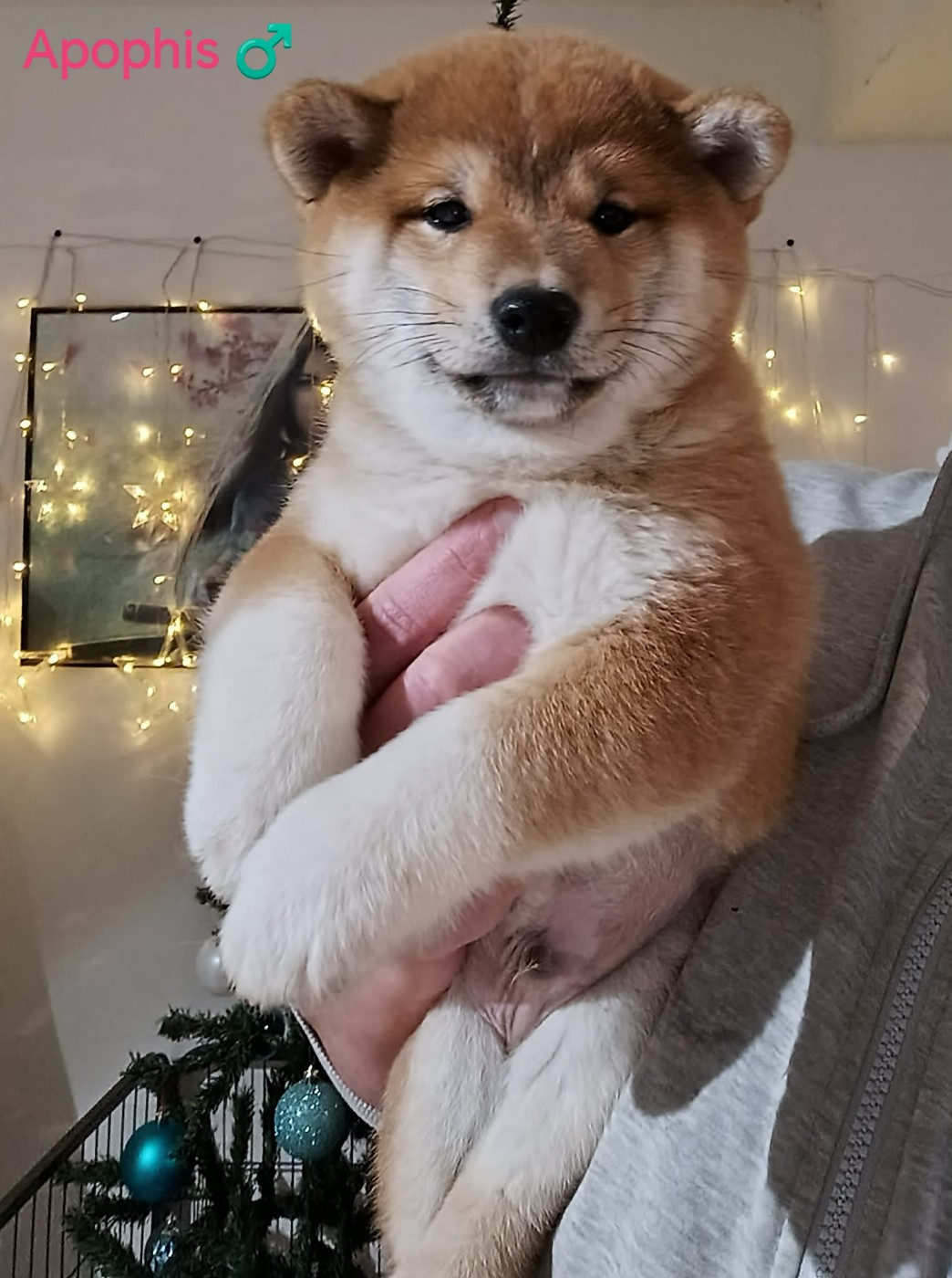 De La Perle Des Quatre Ames - Chiots disponibles - Shiba