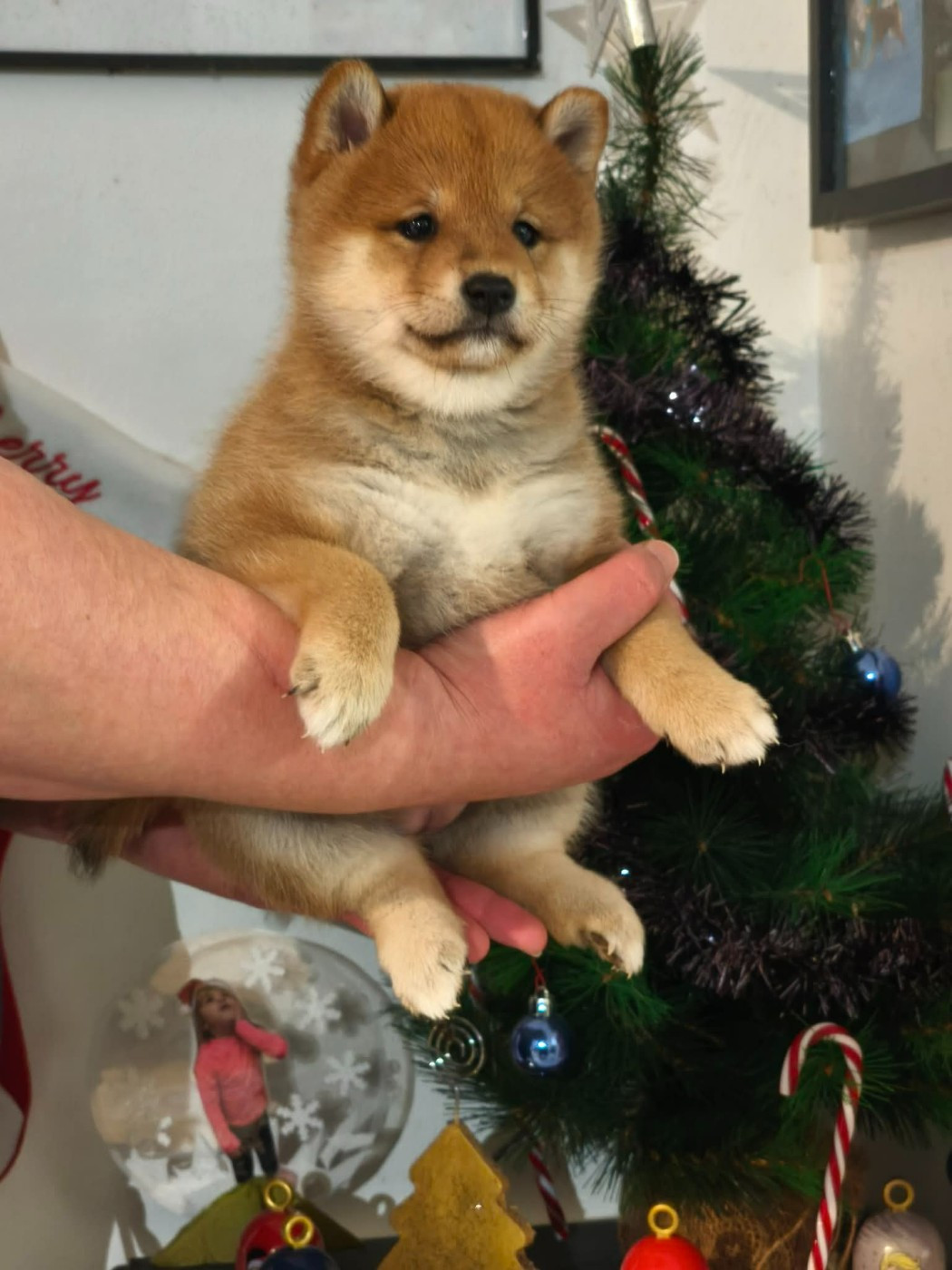 De La Perle Des Quatre Ames - Chiots disponibles - Shiba