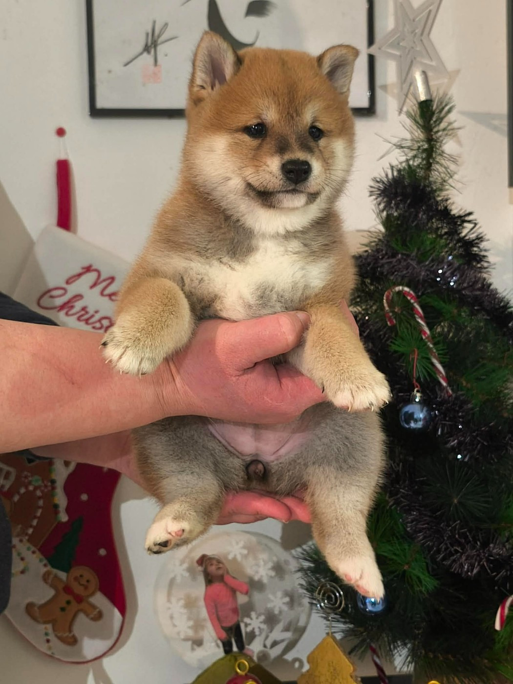 De La Perle Des Quatre Ames - Chiots disponibles - Shiba