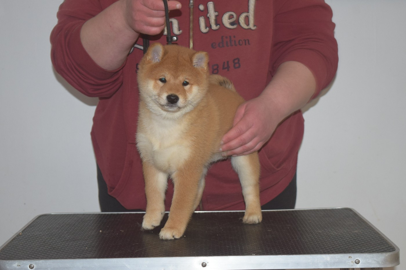 De La Perle Des Quatre Ames - Chiots disponibles - Shiba