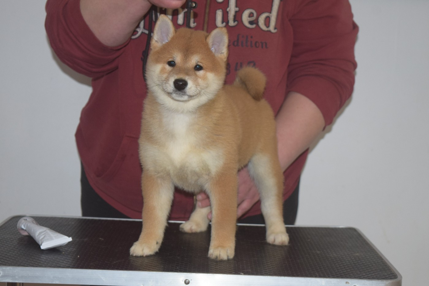 De La Perle Des Quatre Ames - Chiots disponibles - Shiba