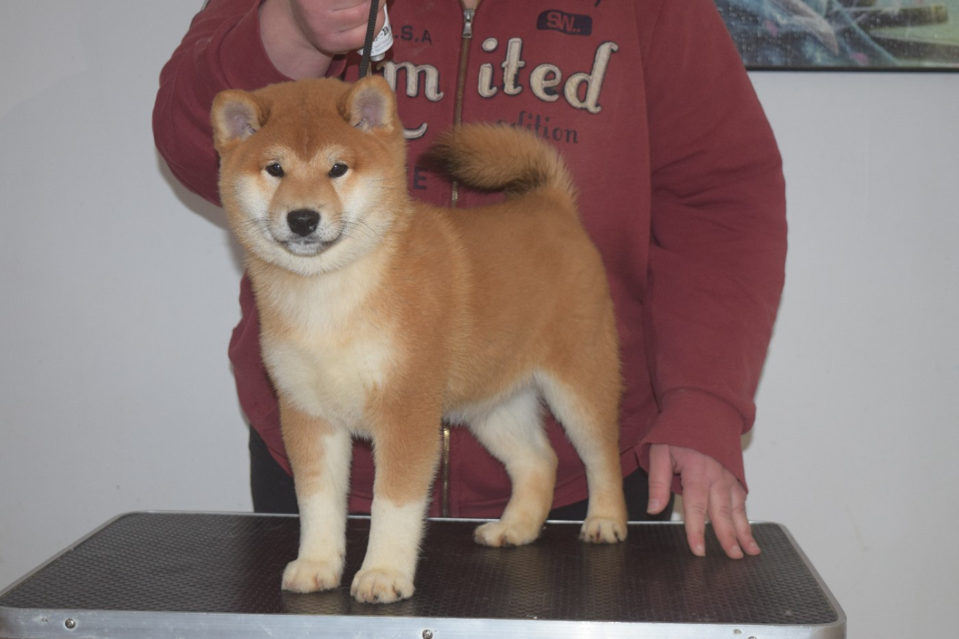De La Perle Des Quatre Ames - Chiots disponibles - Shiba