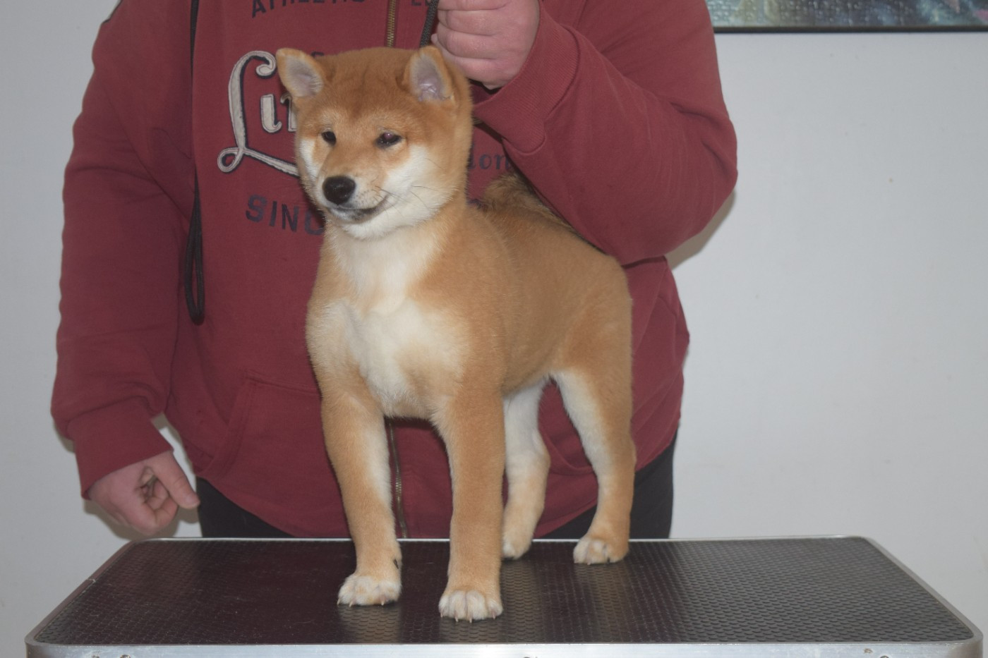 De La Perle Des Quatre Ames - Chiots disponibles - Shiba