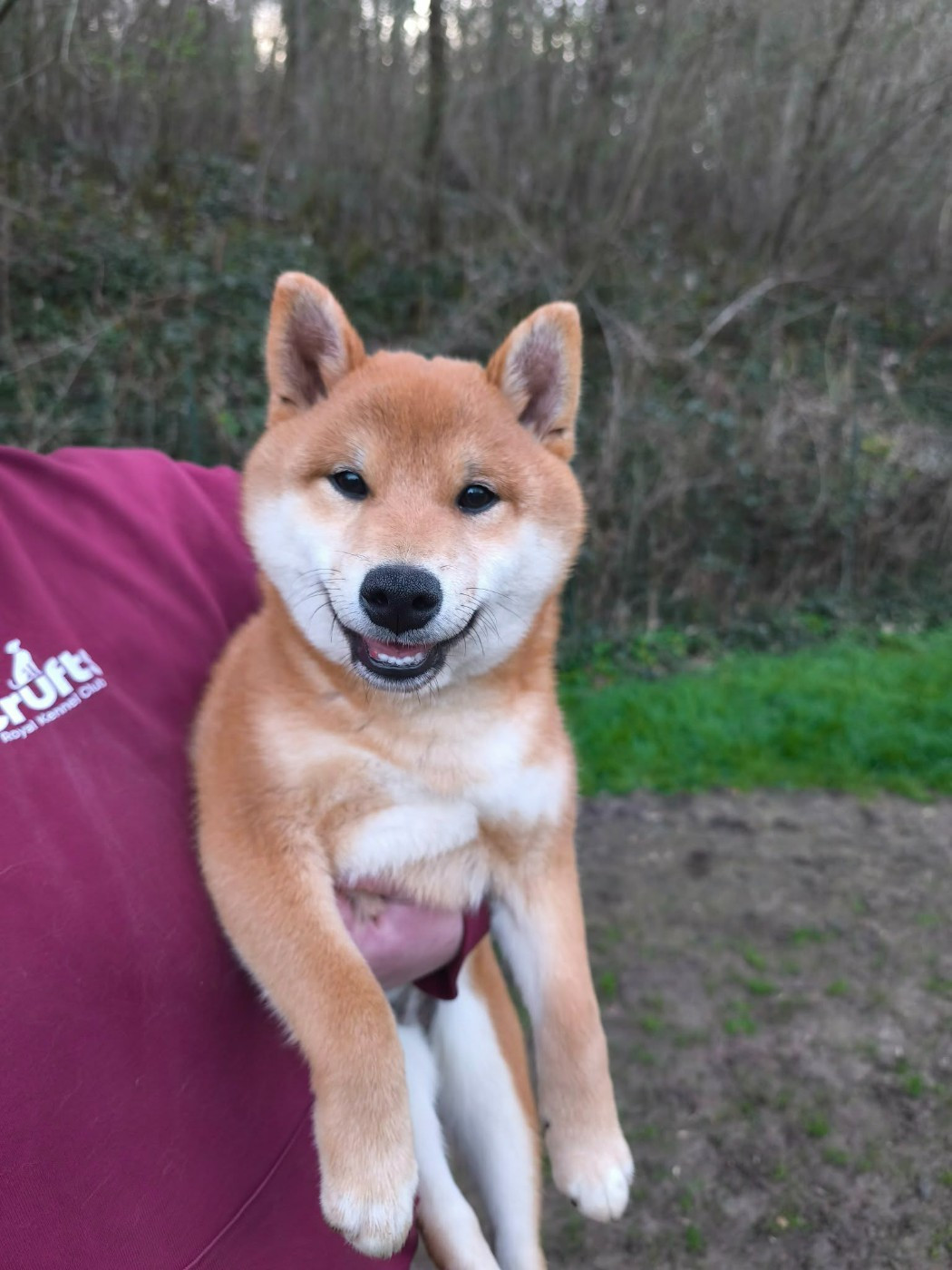 De La Perle Des Quatre Ames - Chiots disponibles - Shiba