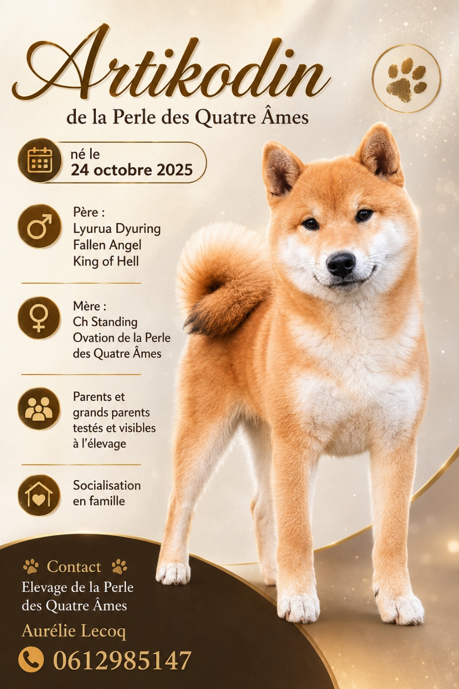 De La Perle Des Quatre Ames - Chiots disponibles - Shiba