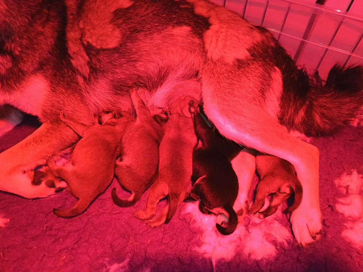 De La Perle Des Quatre Ames - Chiots disponibles - Shiba