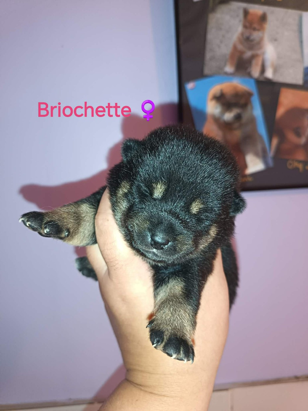 De La Perle Des Quatre Ames - Chiots disponibles - Shiba