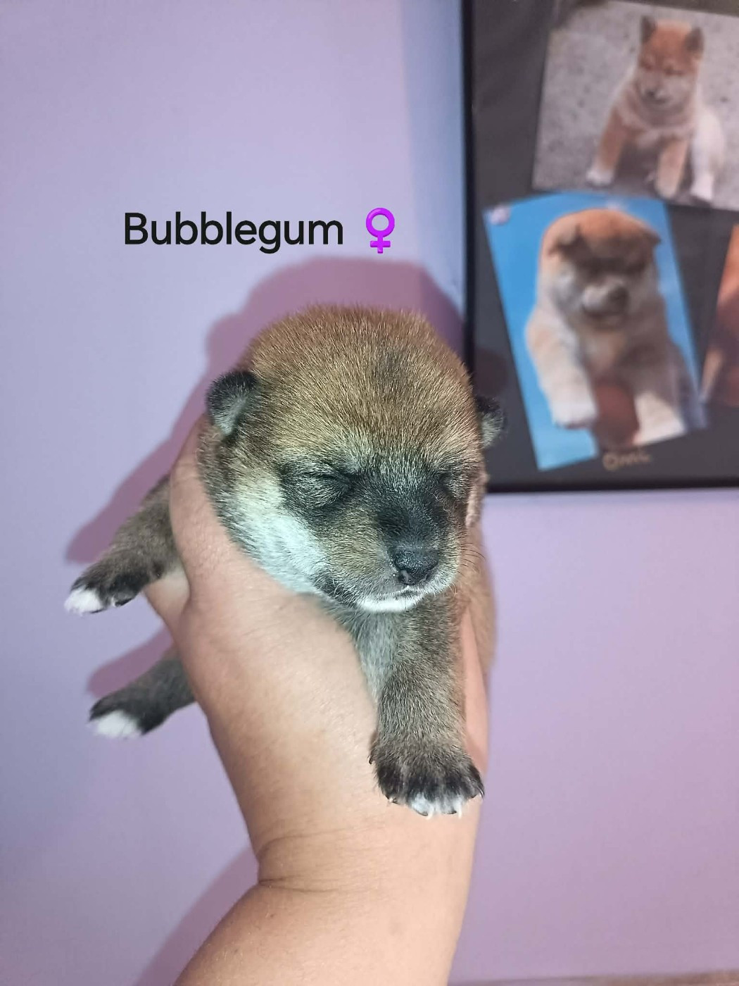 De La Perle Des Quatre Ames - Chiots disponibles - Shiba
