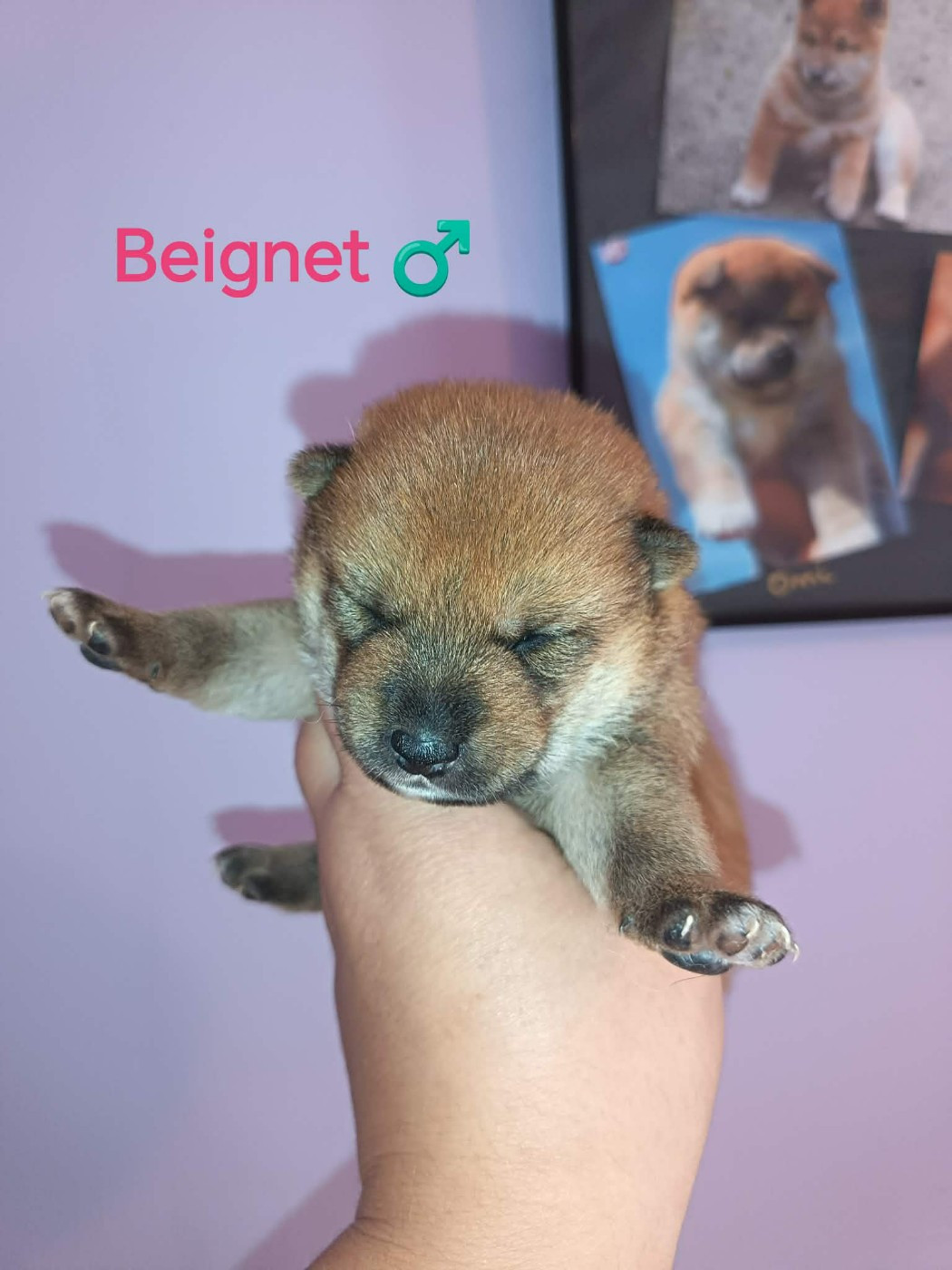 De La Perle Des Quatre Ames - Chiots disponibles - Shiba