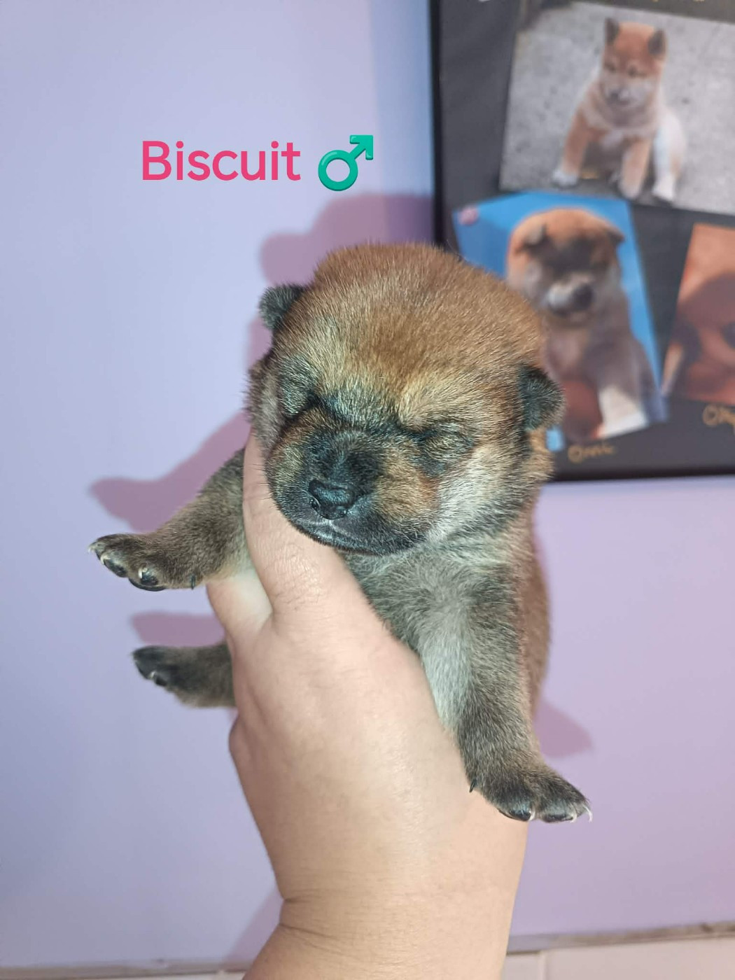 De La Perle Des Quatre Ames - Chiots disponibles - Shiba