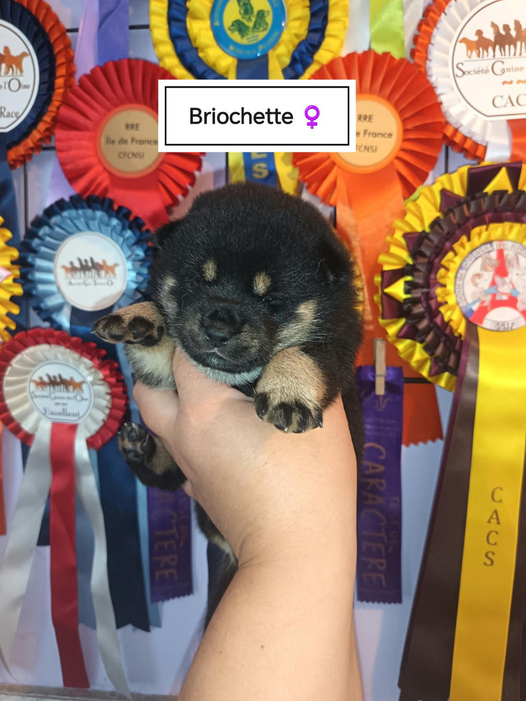 De La Perle Des Quatre Ames - Chiots disponibles - Shiba
