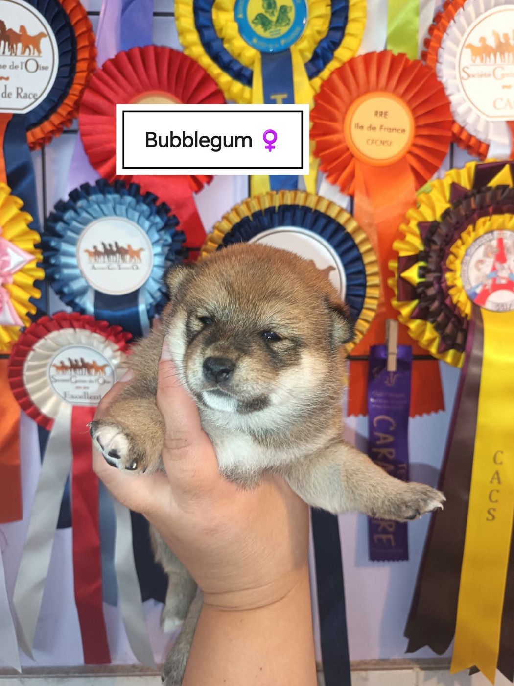 De La Perle Des Quatre Ames - Chiots disponibles - Shiba