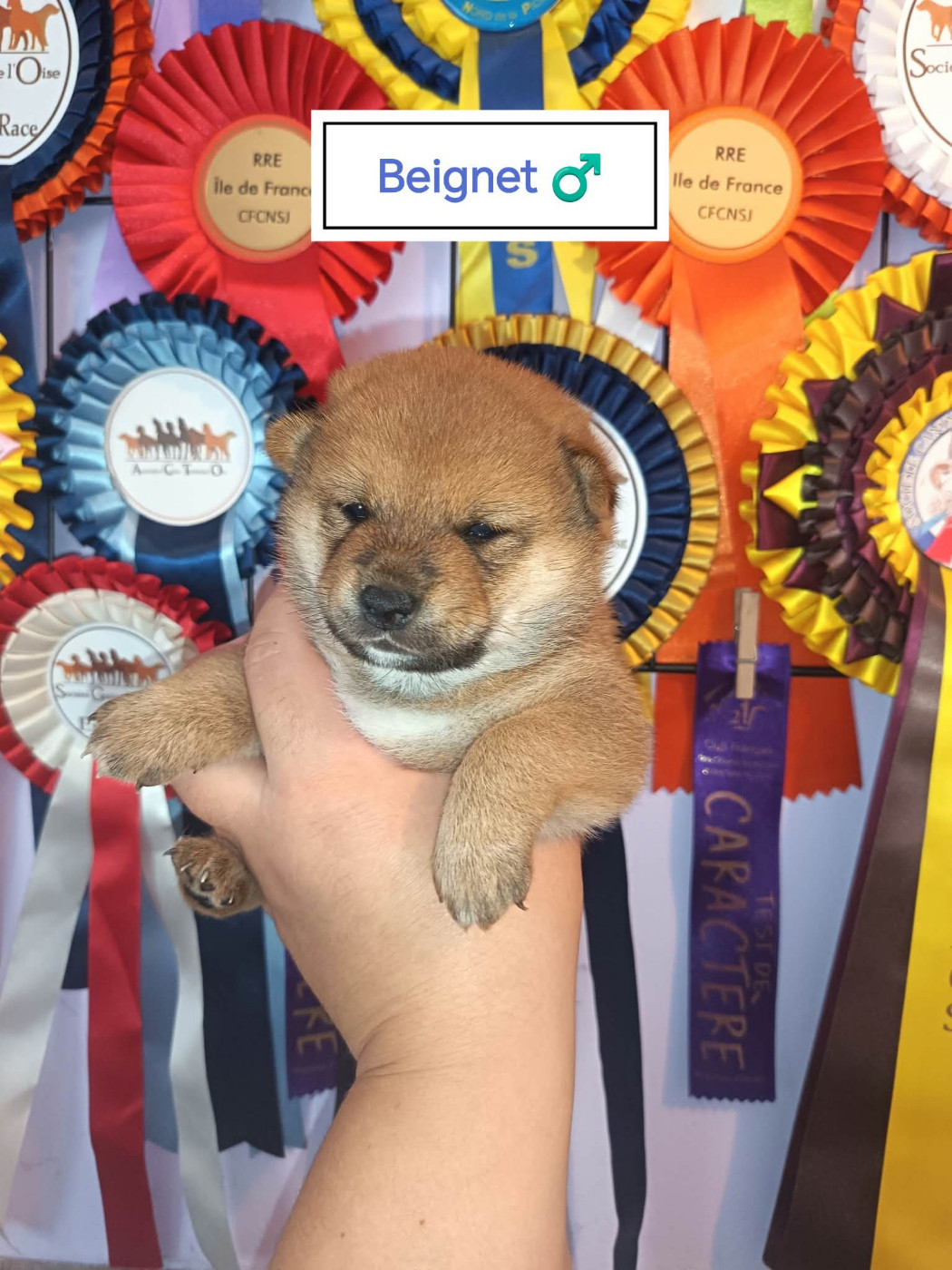 De La Perle Des Quatre Ames - Chiots disponibles - Shiba